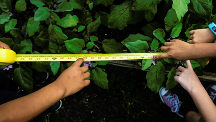 Activity - Non-standard Measures.png